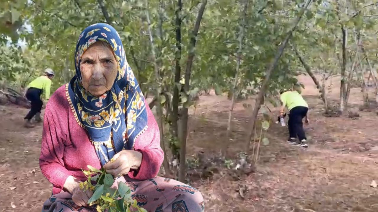 Düzce’de Kaybolan 81 Yaşındaki Kadın İçin Kırsalda Arama  Çalışması Başlatıldı